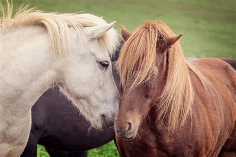 Two Icelandic Horses Friends Kissing Iceland Stock Image - Image of ...