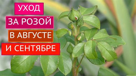 РОЗЫ В АВГУСТЕ И СЕНТЯБРЕ - ЭТО ВАЖНО ЗНАТЬ!!! - YouTube