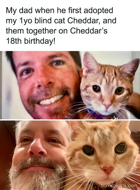 Funny And Relatable Cat Pics And Memes To Brighten Up Your Day – All ...