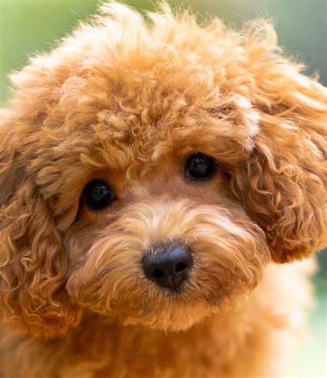 Poodle Toy Preço - Poodle Toy à Venda: Descubra os nossos cachorrinhos e o seu preço