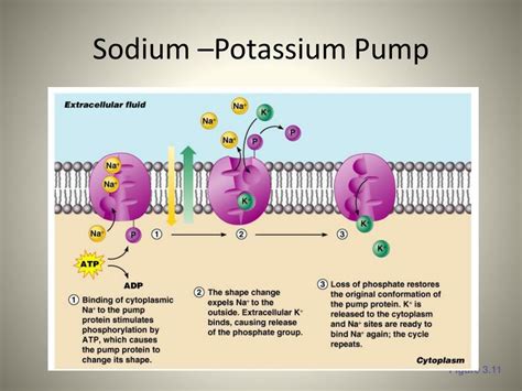 PPT - CELLS PowerPoint Presentation, free download - ID:885885
