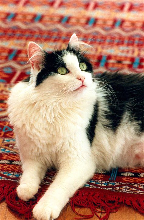 Биколор окрас кошки - картинки и фото koshka.top