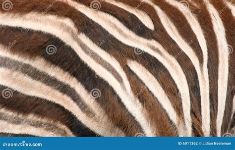 Zebra Skin Background Stock Photography | CartoonDealer.com #93179282