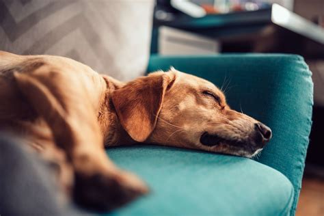 Is my dog depressed? | LakeCross Veterinary Hospital