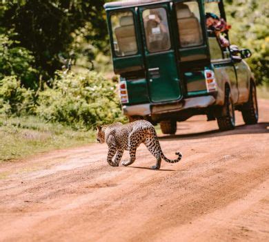 Wildlife Tours - Tour Agents in Sri Lanka | Sri Lanka Tours | Sri Lanka Classy Tours