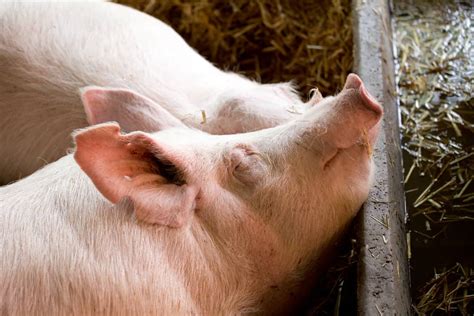 Large White Pig Breed: All You Need to Know About this Bacon Producer