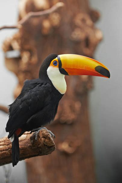 Toco toucan Изображения, стоковые фотографии и картинки Toco toucan