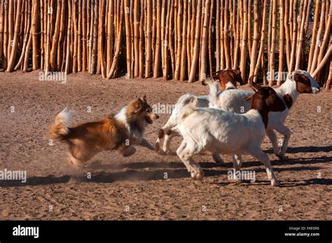 Shetland Sheepdog herding goats Stock Photo - Alamy