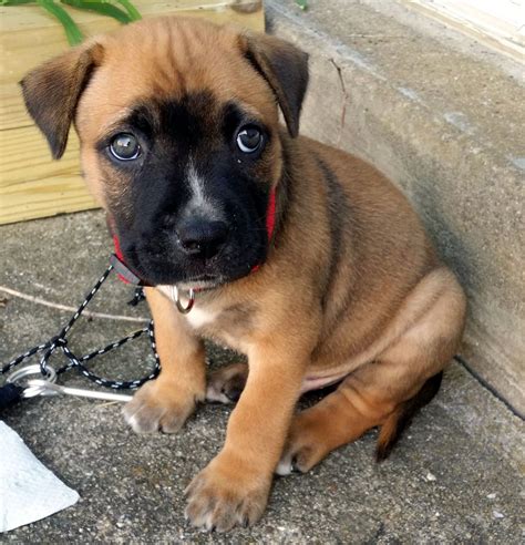 pitbull chow chow mix 7