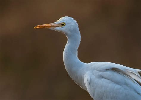 Egret Nest Photos, Download The BEST Free Egret Nest Stock Photos & HD