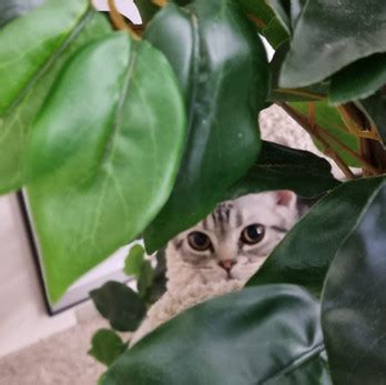 Модели деревьев для кошки | CatioCat