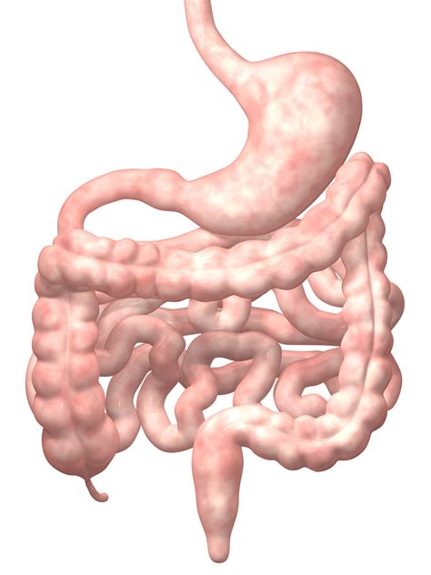 [DIAGRAM] Diagram Of Intestines - MYDIAGRAM.ONLINE