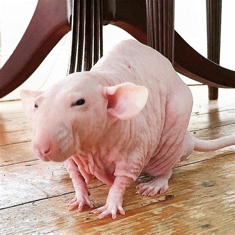rat der eu artofit