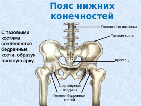Урок 12. Скелет поясов и свободных конечностей. Соединение костей ...