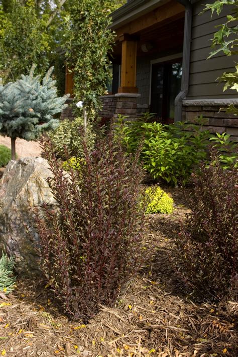 Little Devil™ Ninebark | Plant Something Montana