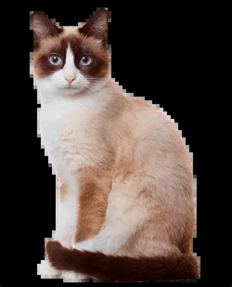 😻 El Gato Snowshoe: Origen, características precio y mucho más.