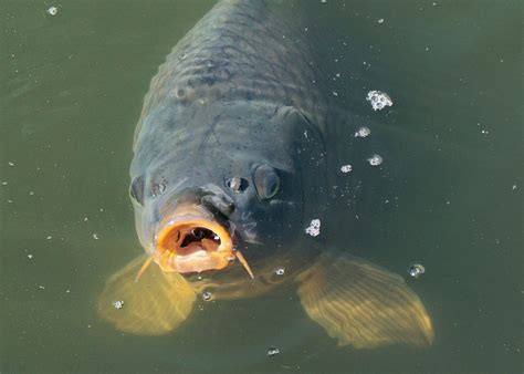 Poisson Carpe Étang · Photo gratuite sur Pixabay