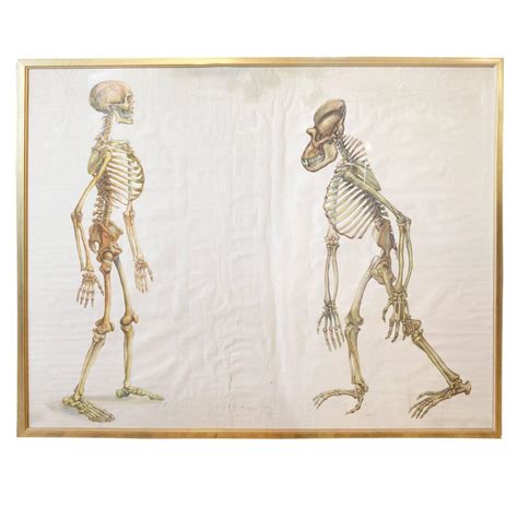 rare evolution poster  sale  stdibs