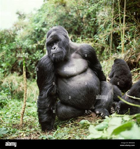 Silberrücken männliche Berggorillas (Gorilla g. Beringei), Virunga ...