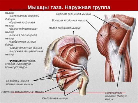 М'язи таза (м'язи тазового пояса)