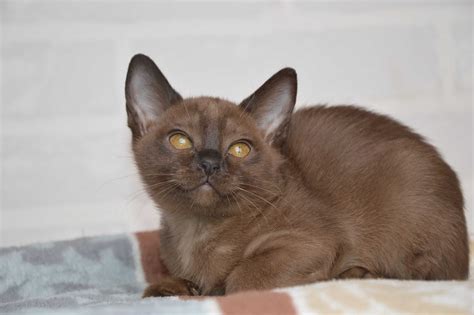 Бурманская кошка черепаховый окрас - картинки и фото koshka.top