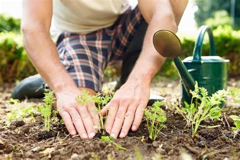 started gardening  awesome tips  anu chhabra