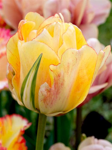 Tulip Bulbs | Akebono | Tulip Bulbs for Sale | DutchGrown