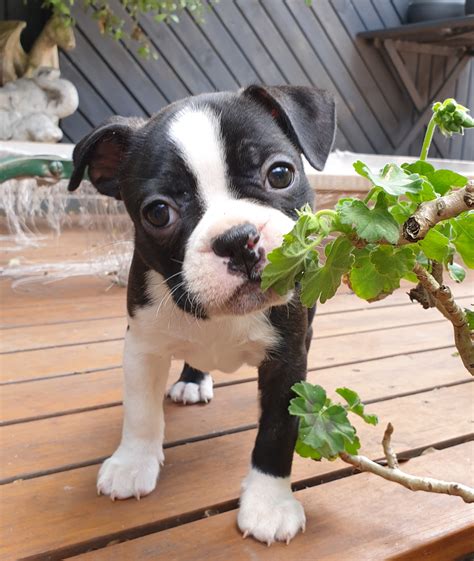 Boston Terrier - Croydon - PetsForHomes