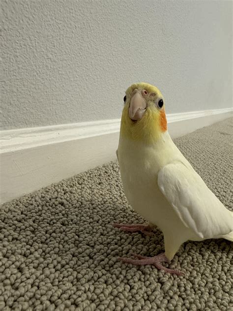 513 best FACE SITTING POV images on Pholder | Verified Feet, Titanfolk