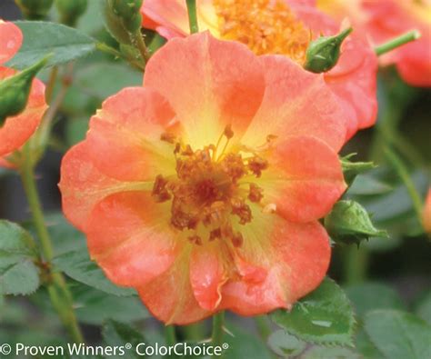 oso easy rose 9