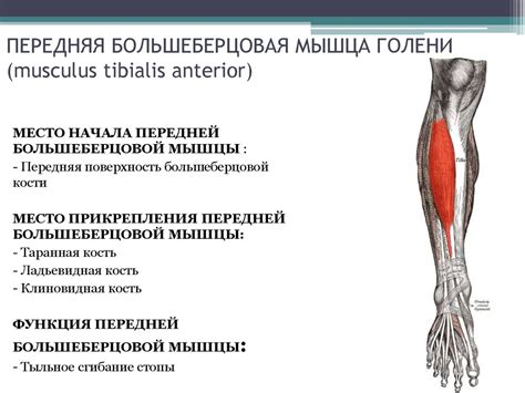 Анатомия человека - презентация онлайн