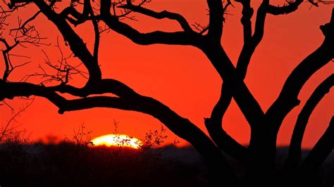 Südafrikas Nationalparks: Krüger-Nationalpark - Afrika - Kultur ...