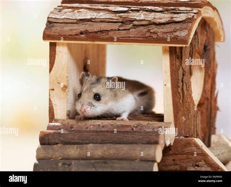 Cricetulus barabensis hi-res stock photography and images - Alamy