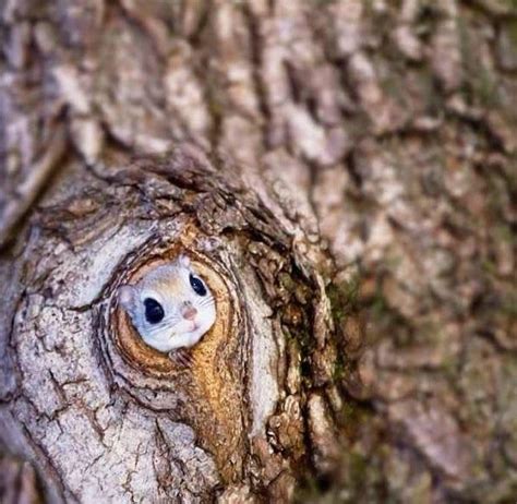 Cute animals, Japanese dwarf flying squirrel, Flying squirrel