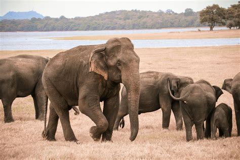Asian Elephant Photos, Download The BEST Free Asian Elephant Stock ...