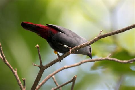 Avise's Birds of the World