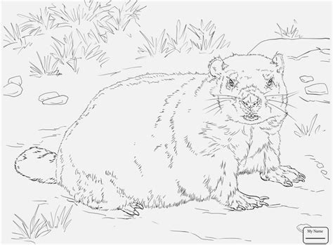 Wild Hog Coloring Pages at GetDrawings | Free download