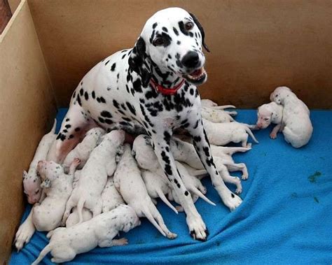 Pictured: The dalmatian who gave birth to a bumper litter of EIGHTEEN ...
