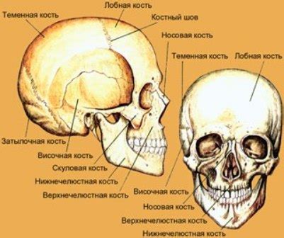 Череп (cranium) - это... Что такое Череп (cranium)?