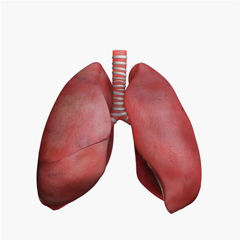 lungs anatomy 3d model