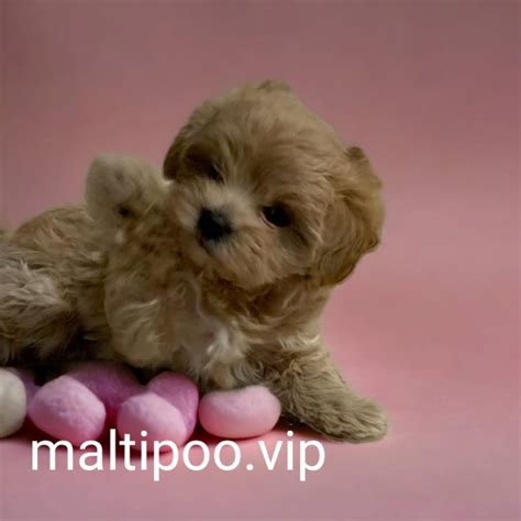 Мальтипу питомник в Москве - maltipoo.vip 2024 | ВКонтакте