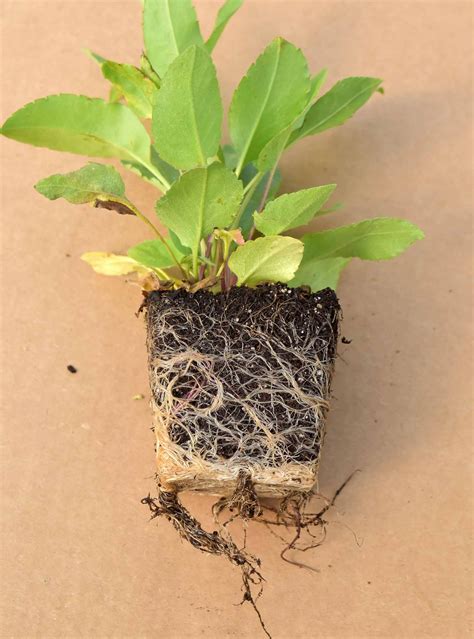 Big Leaf Aster (Aster macrophyllus) 12-pack of plugs — Blazing Star Gardens