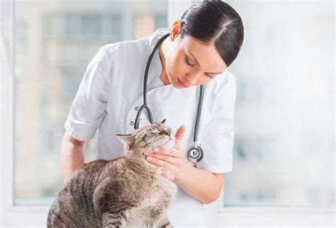 Уколы от ушного клеща у кошек