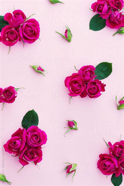 "Rose Background" by Stocksy Contributor "Ruth Black" | Flower phone wallpaper, Flower ...