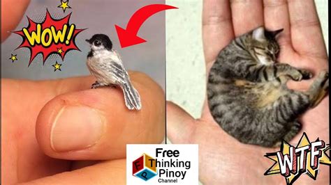 Pinaka Maliit na ASO AT PUSA!! Top 24 SMALLEST ANIMALS IN THE WORLD ...