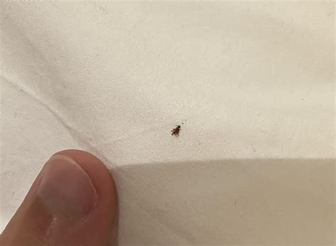 Is this a bedbug? I squished it before I took the picture, but I found