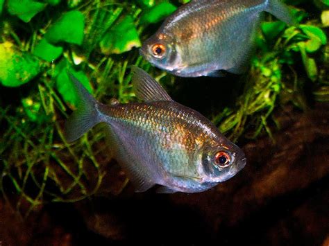 Округлая Тетра или Тетра-Дискус (Brachychalcinus orbicularis)