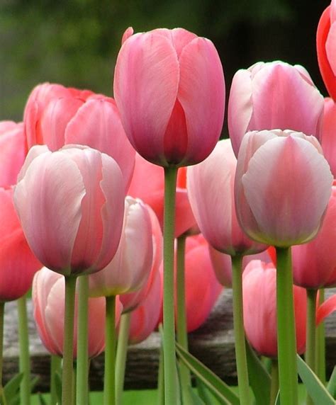 Pink Tulips, Dark Pink Tulips Wallpaper, #29097