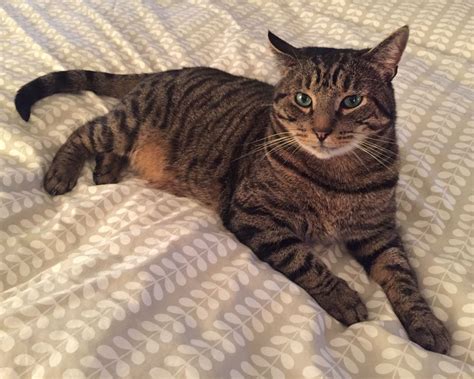 Pin by Julian Calderara on Shorty, a short-haired English tabby | Tabby