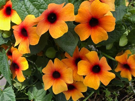 Thunbergia alata Terracotta(Тунбергия Теракота) | Растения за градината